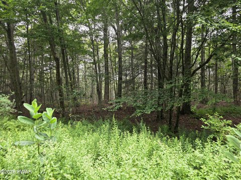 Wooded Lots in Sherwood Forest