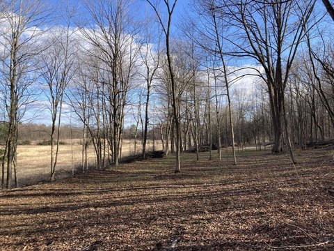 Wooded Buildable Residential Lot