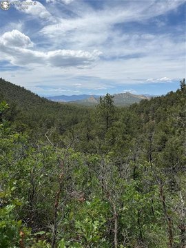 Untouched Forest Land in Cotopaxi