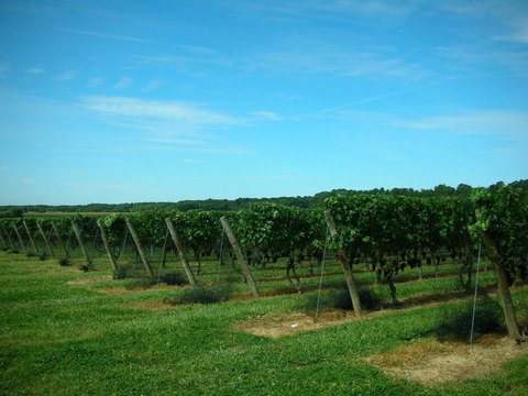 30 Acres Agricultural Reserve Vineyard