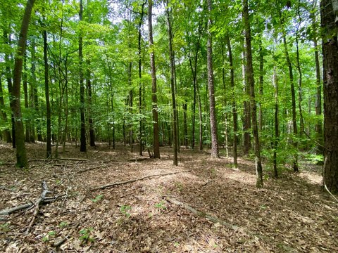 Land, Coker, AL