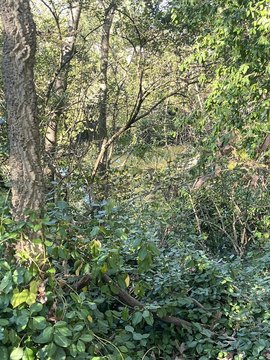 Land, Georgetown, KY