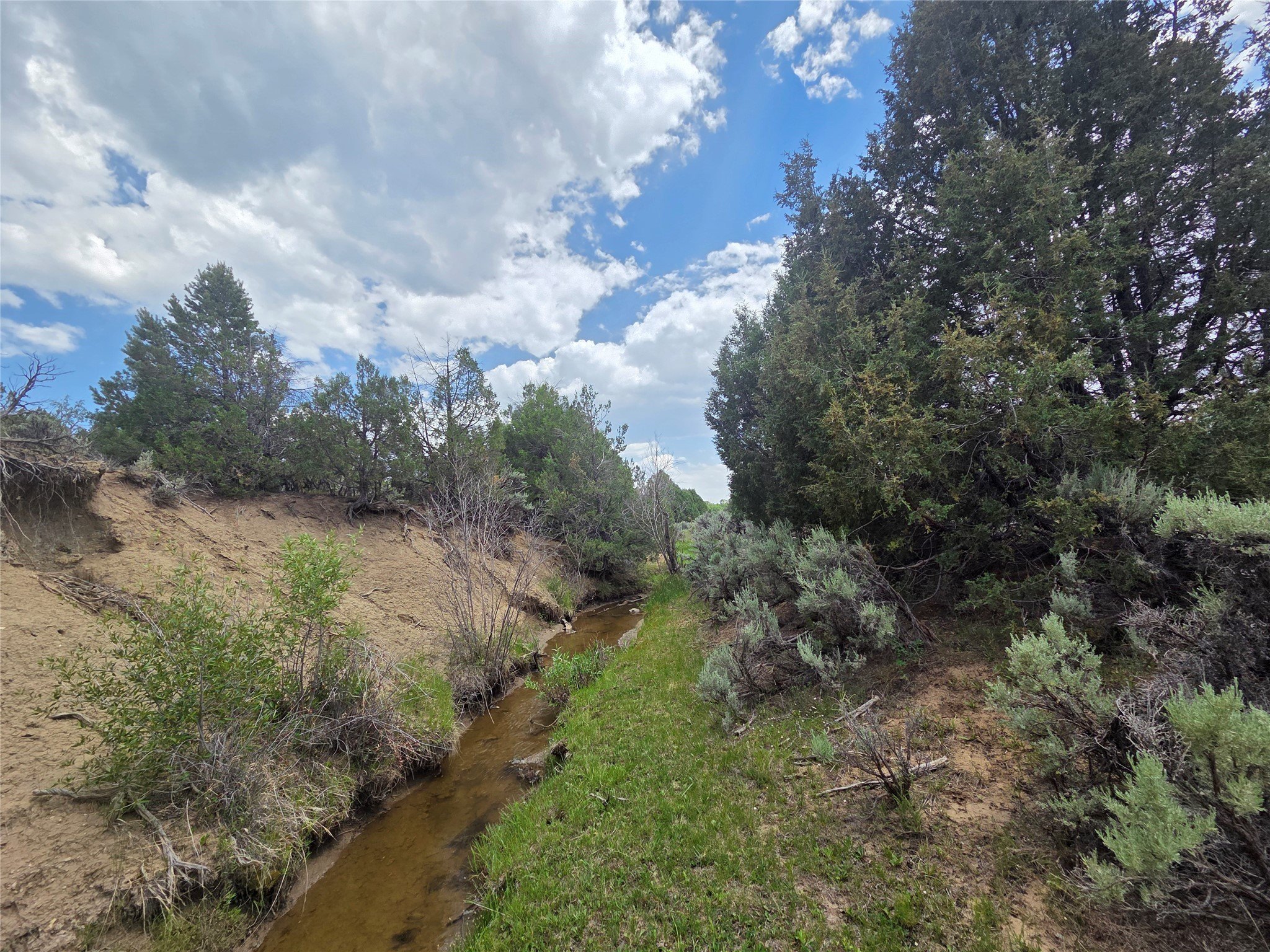 Tierra Amarilla Wooded Land Parcel
