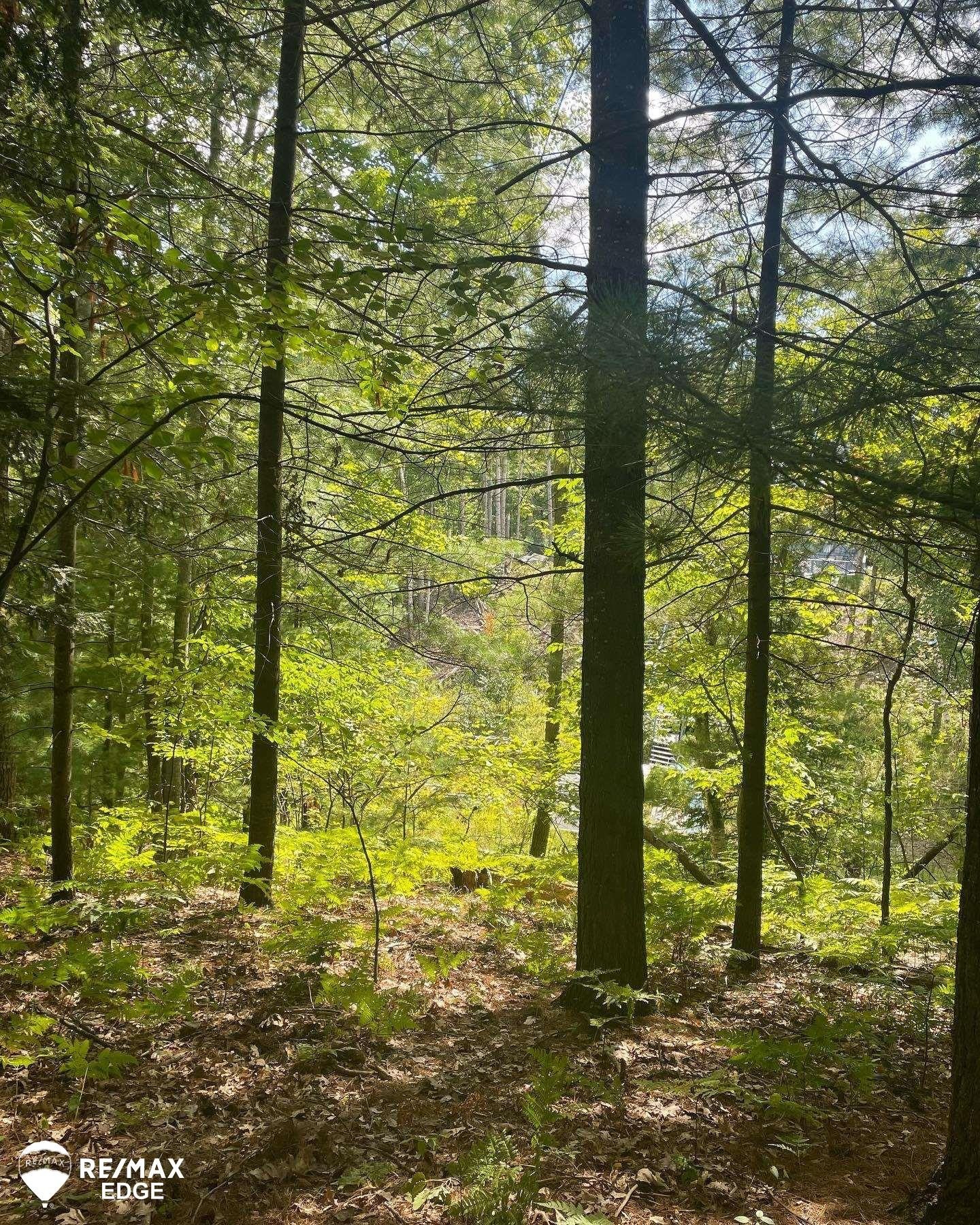 Waterfront Lot on Forest Lake