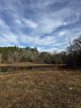 Land Near Ouachita National Forest