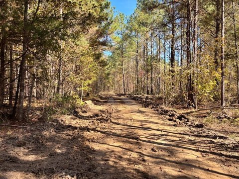 Recreational Timber Land with Food Plots