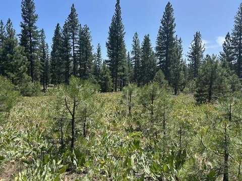 Level Building Site in Portola