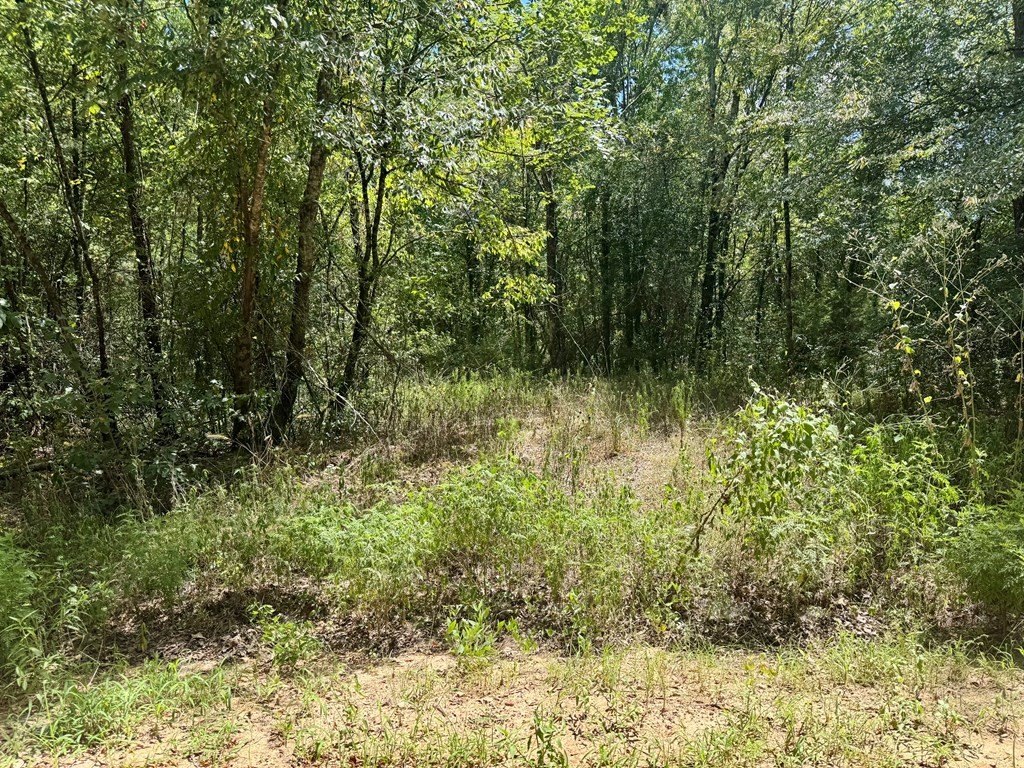 Picture 4