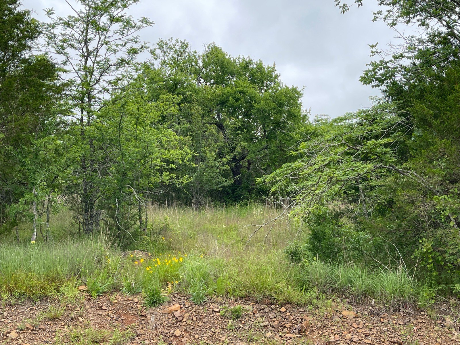 Wooded Land Near Antlers, OK
