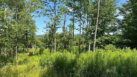 Wooded Land Near Moosehead Lake