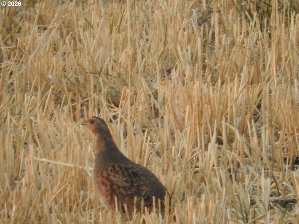Picture 37