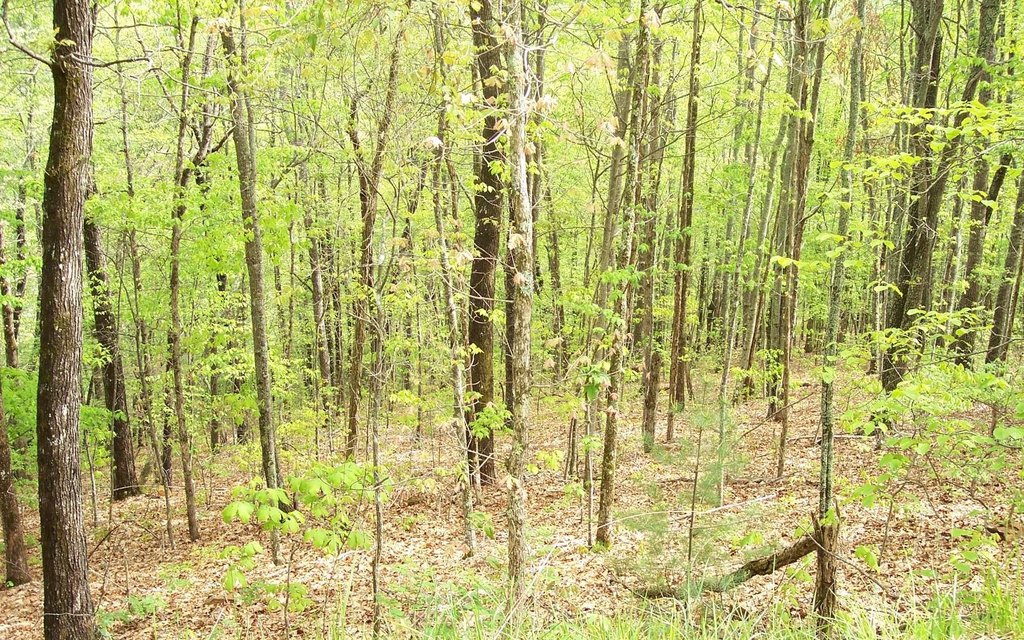 Picture 8