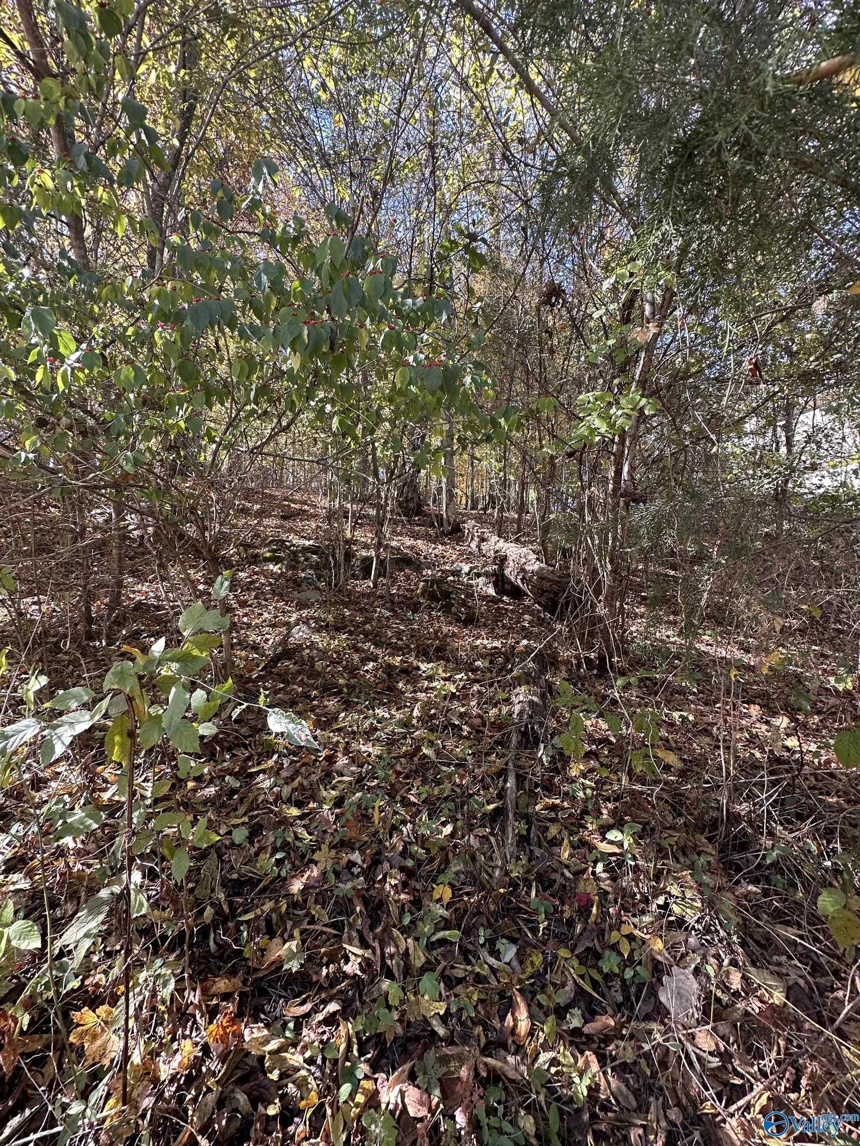 Corner Lot in Brownsboro, AL