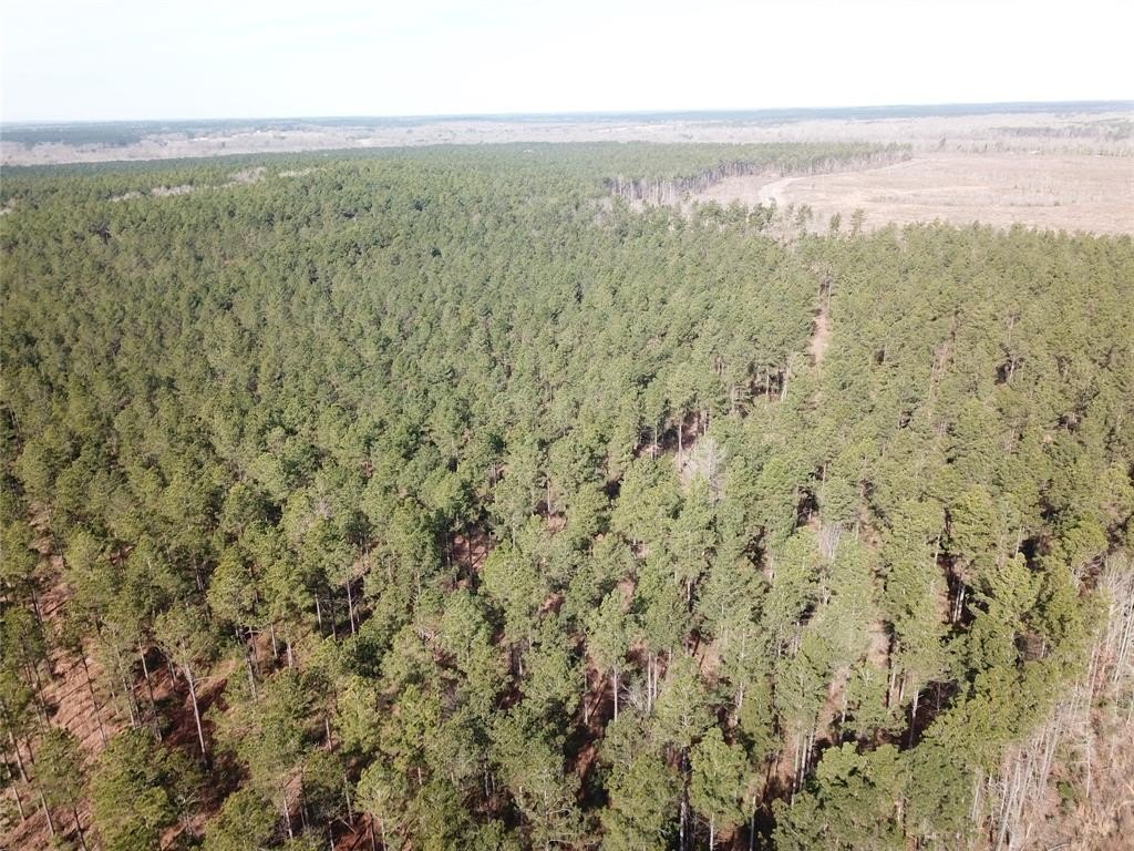 40-Acre Timberland Tract in Zwolle