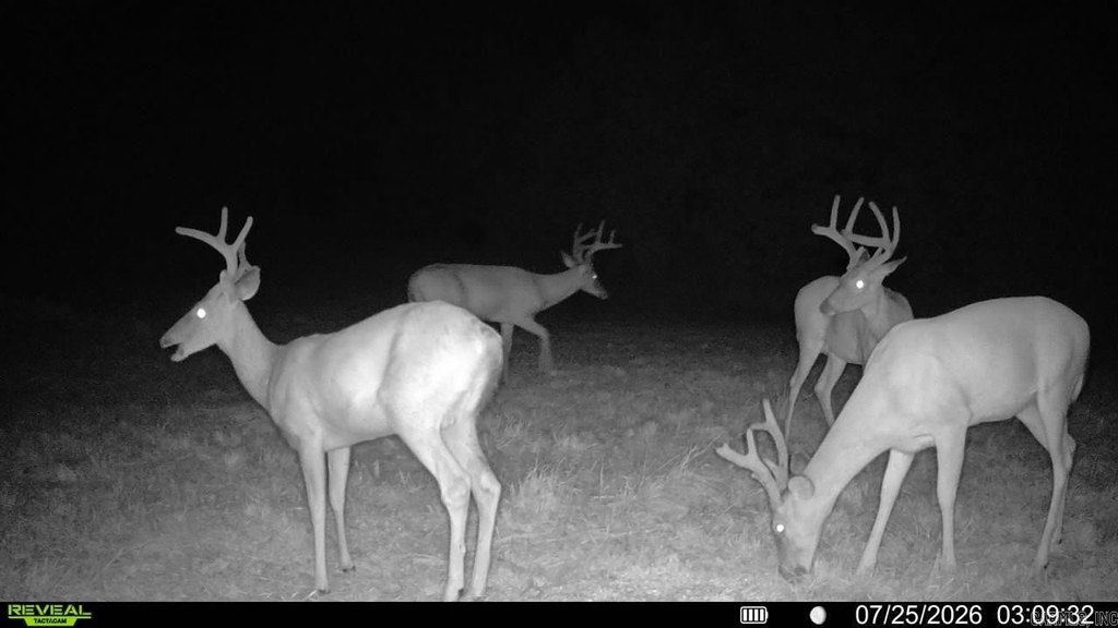 Picture 12
