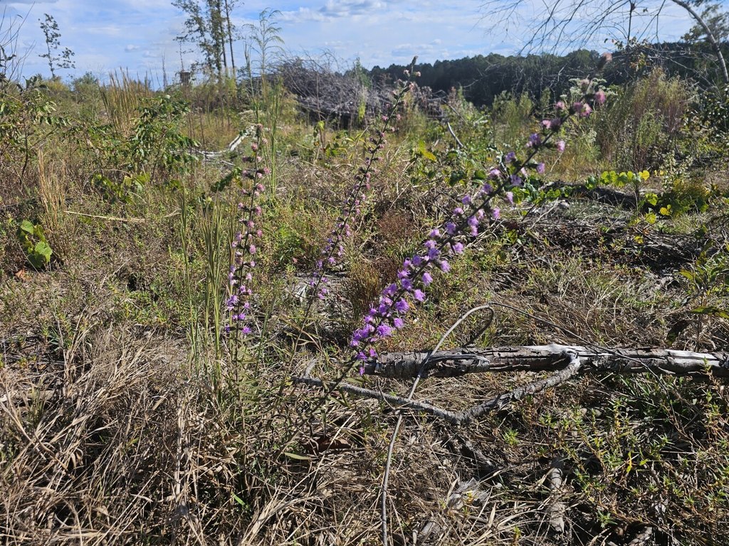 Picture 26
