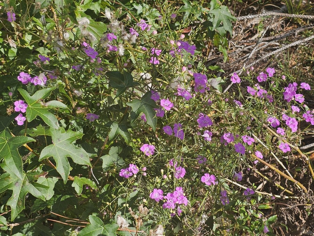 Picture 37