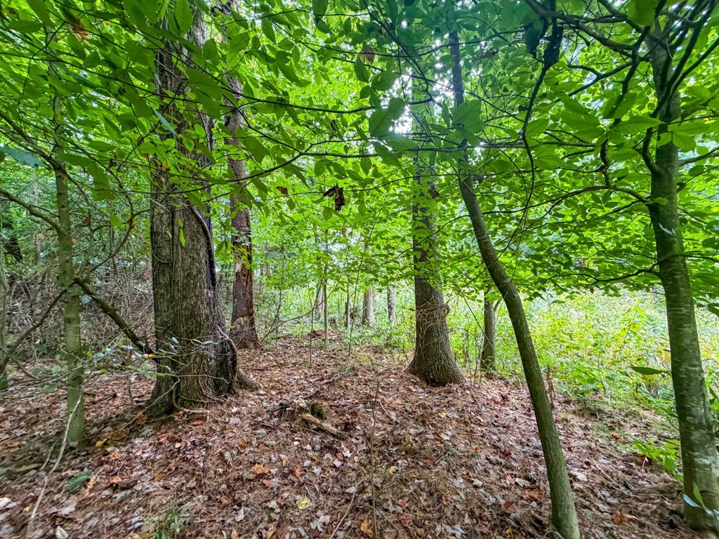 Picture 31