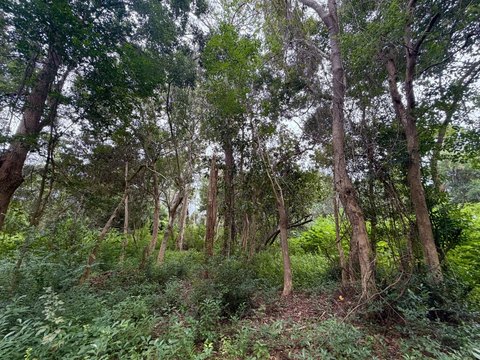 Land, Pensacola, FL