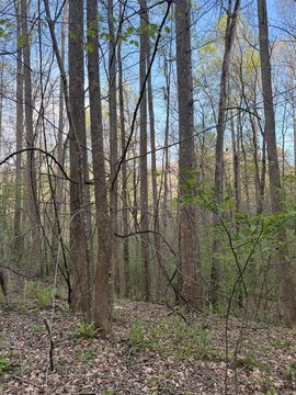 Wooded Residential Lot with Pond