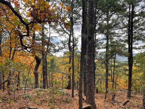 40 Acres with Mountain Views