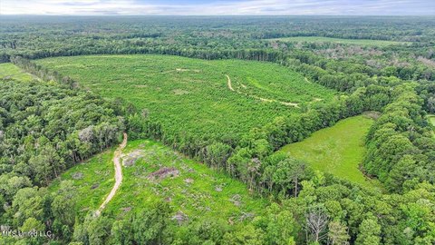 Georgetown Land with Pine Trees