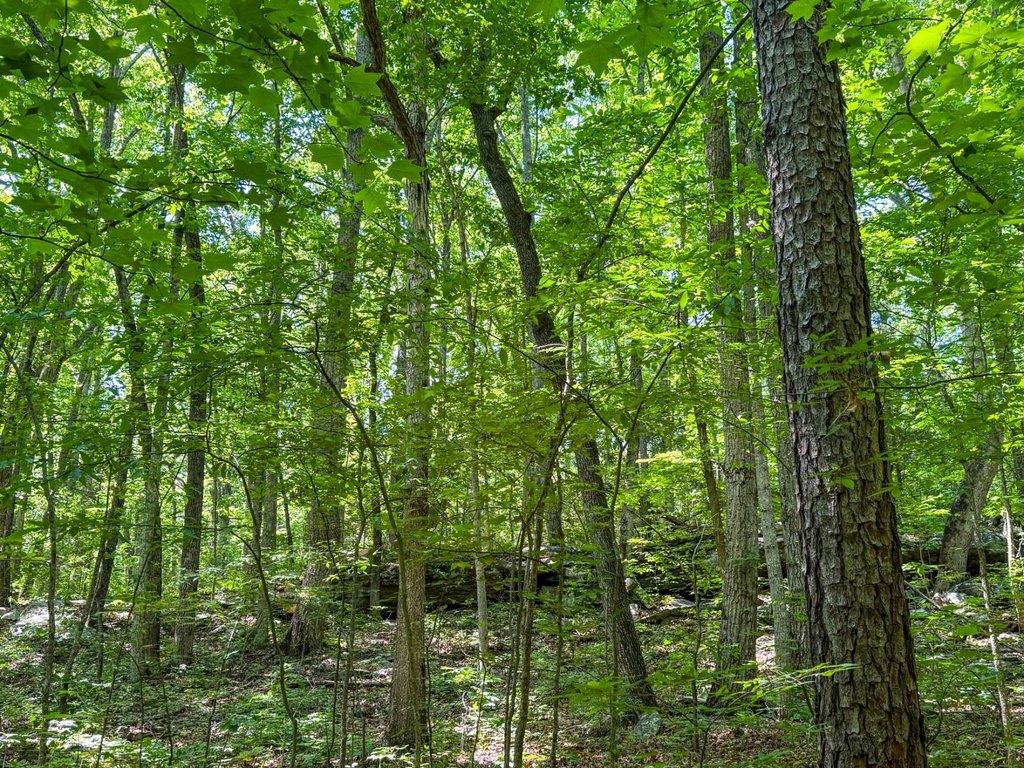 Picture 29