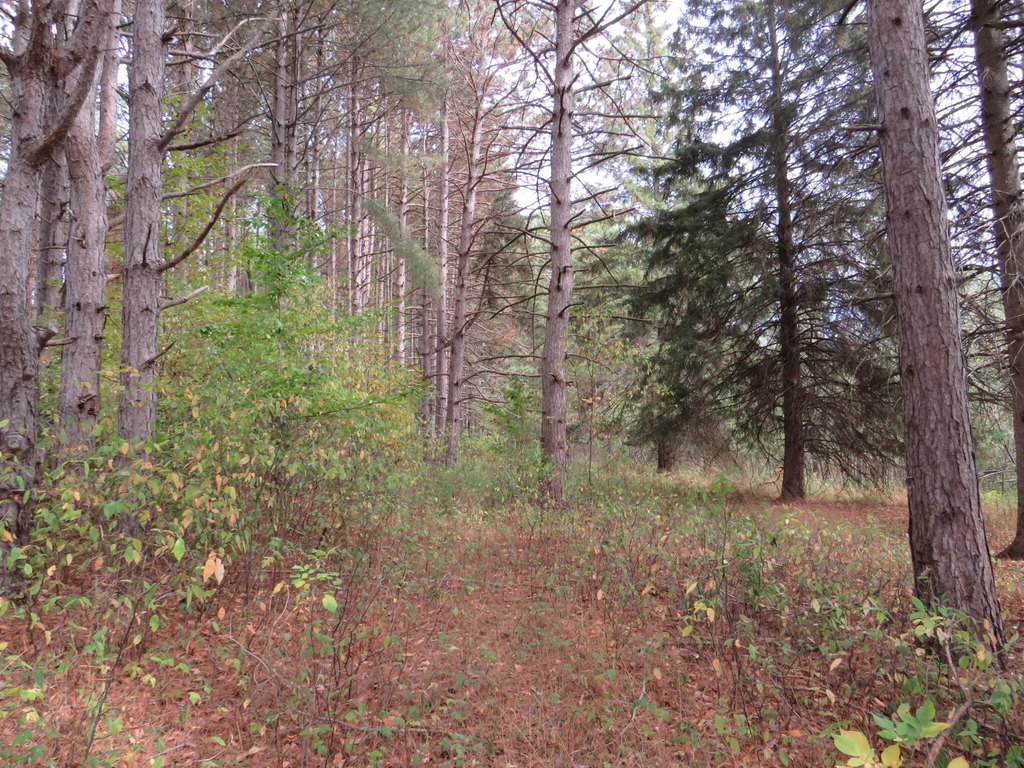 Picture 21