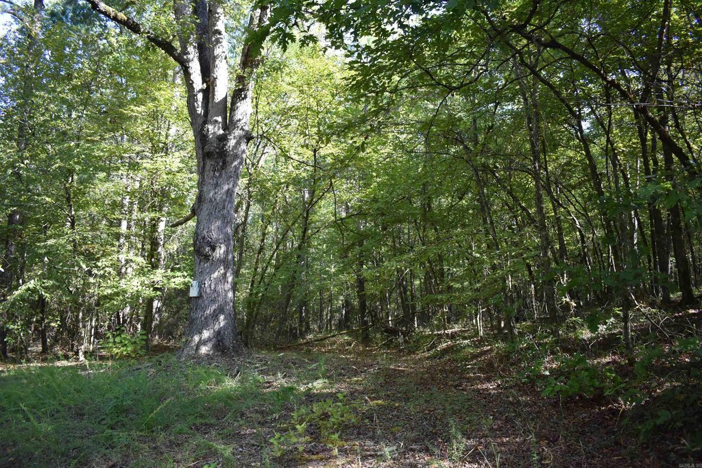Picture 31