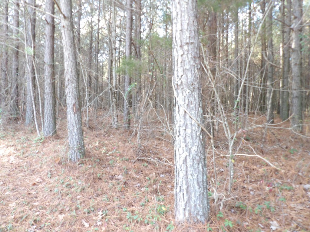 Picture 8