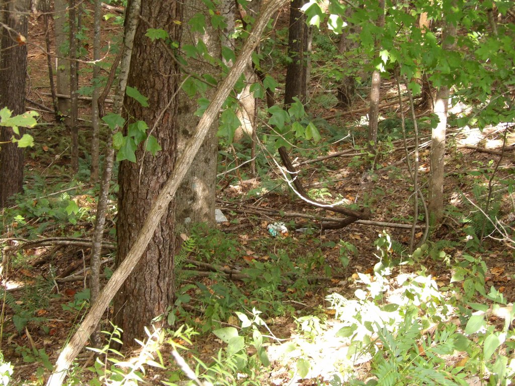 Picture 5