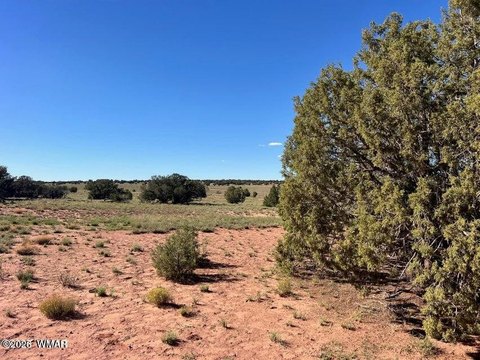 LAND - Concho, AZ