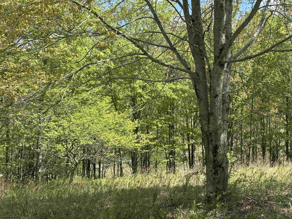Picture 9