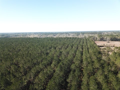Income-Generating Timber & Hunting Tract