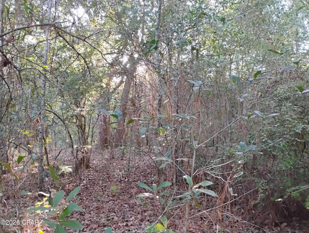 Picture 5