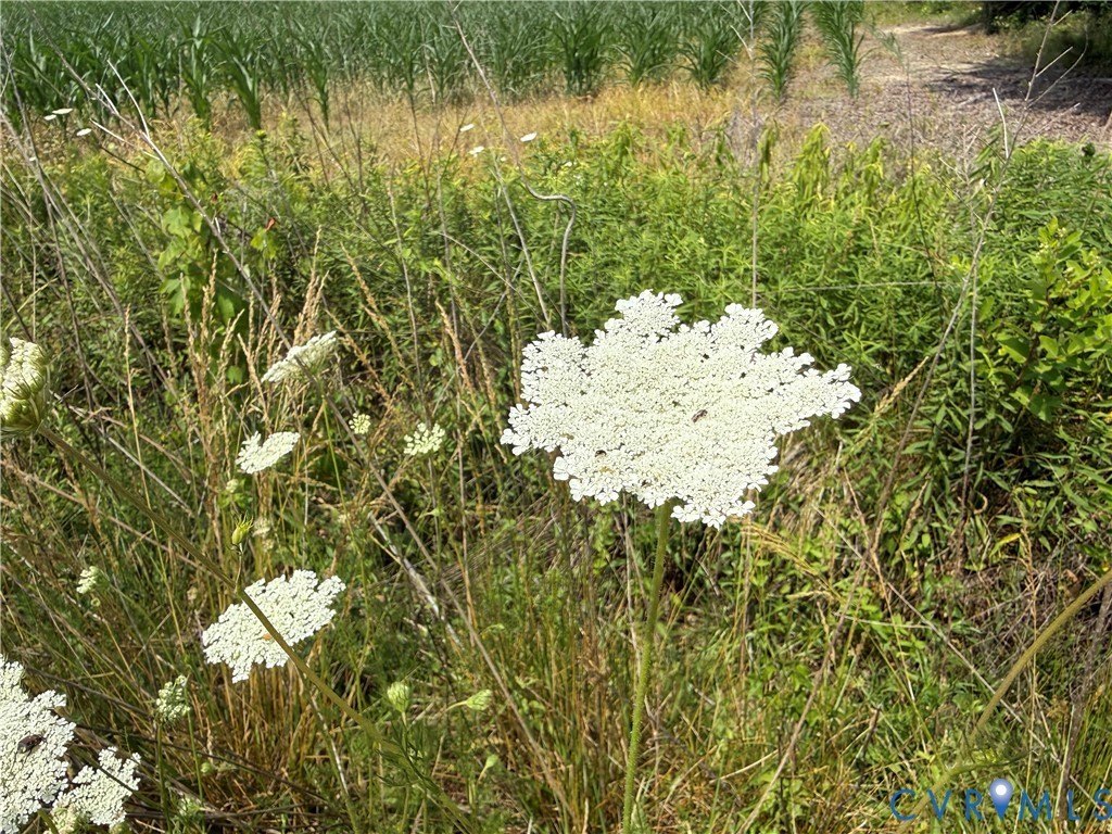 Picture 33