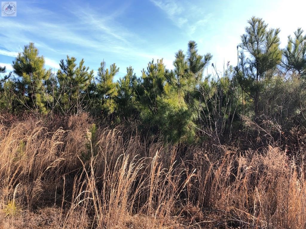 Queen City Timberland Tract