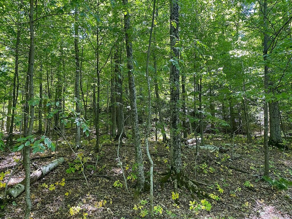 Picture 17