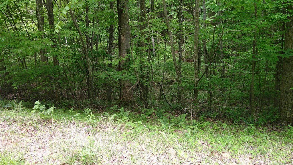 Picture 8