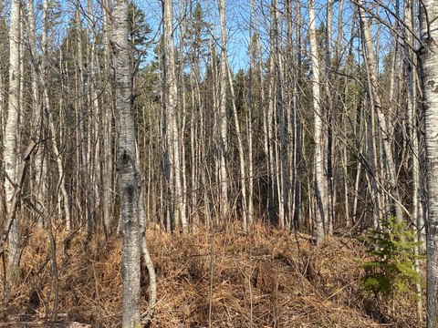 400 Acres of Forestland