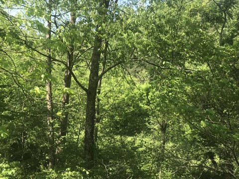 Land, Olive Hill, KY