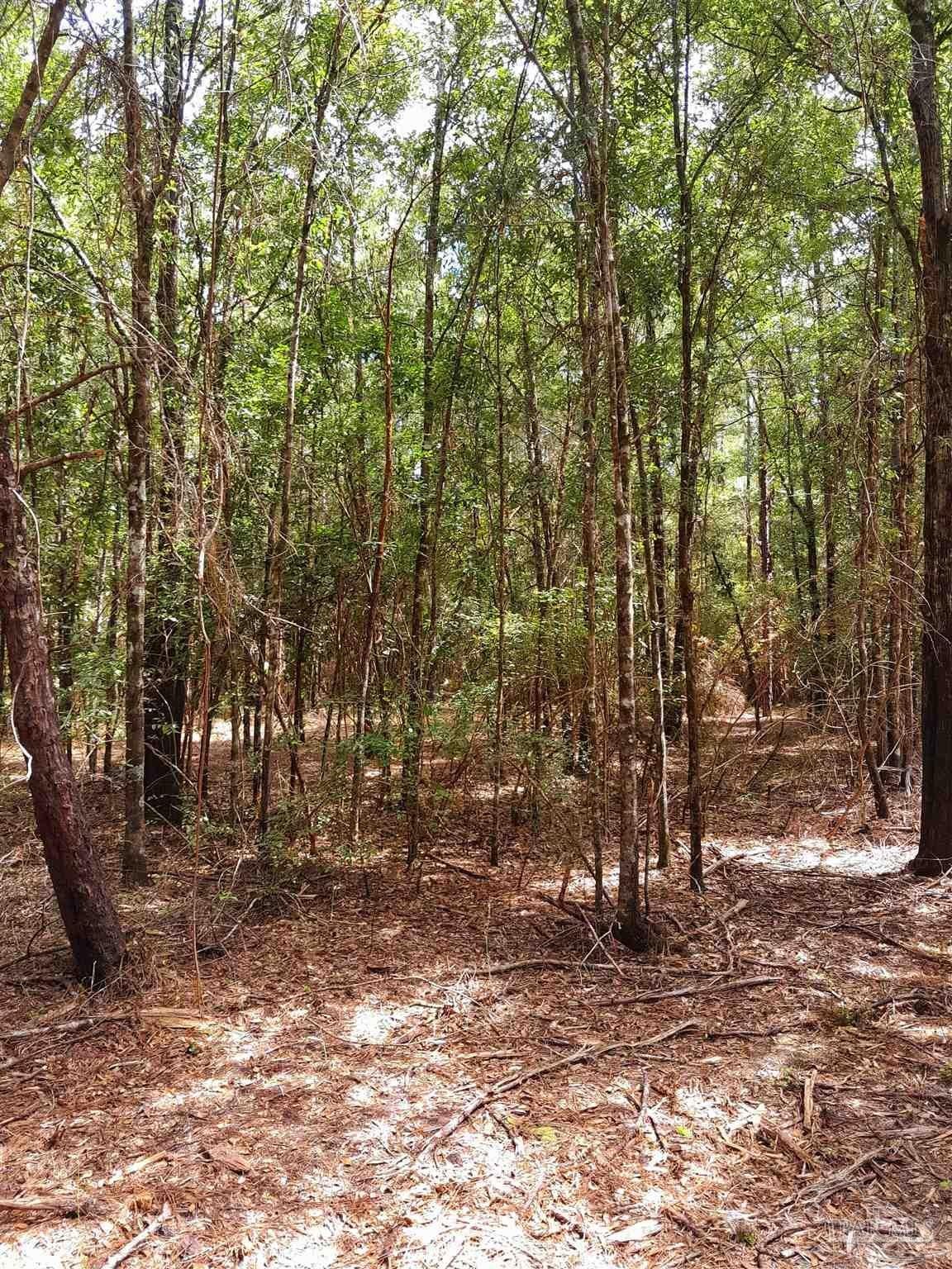 Forested Land Near Blackwater River