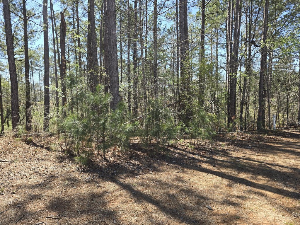 Picture 5