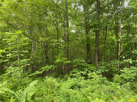 80 Acres of Forestland