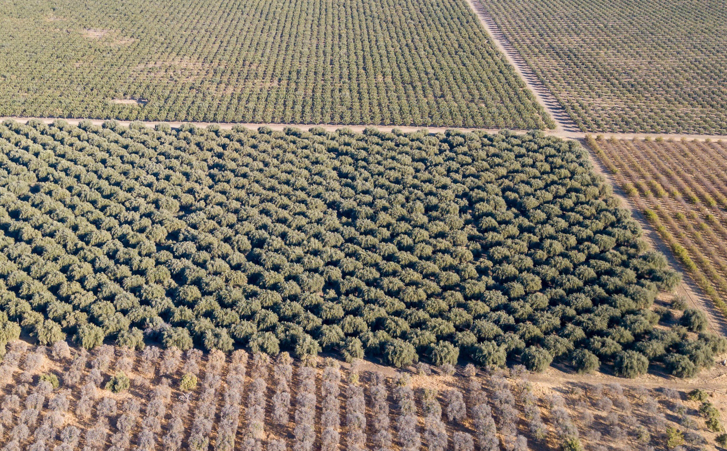 Terra Bella Land with Olives