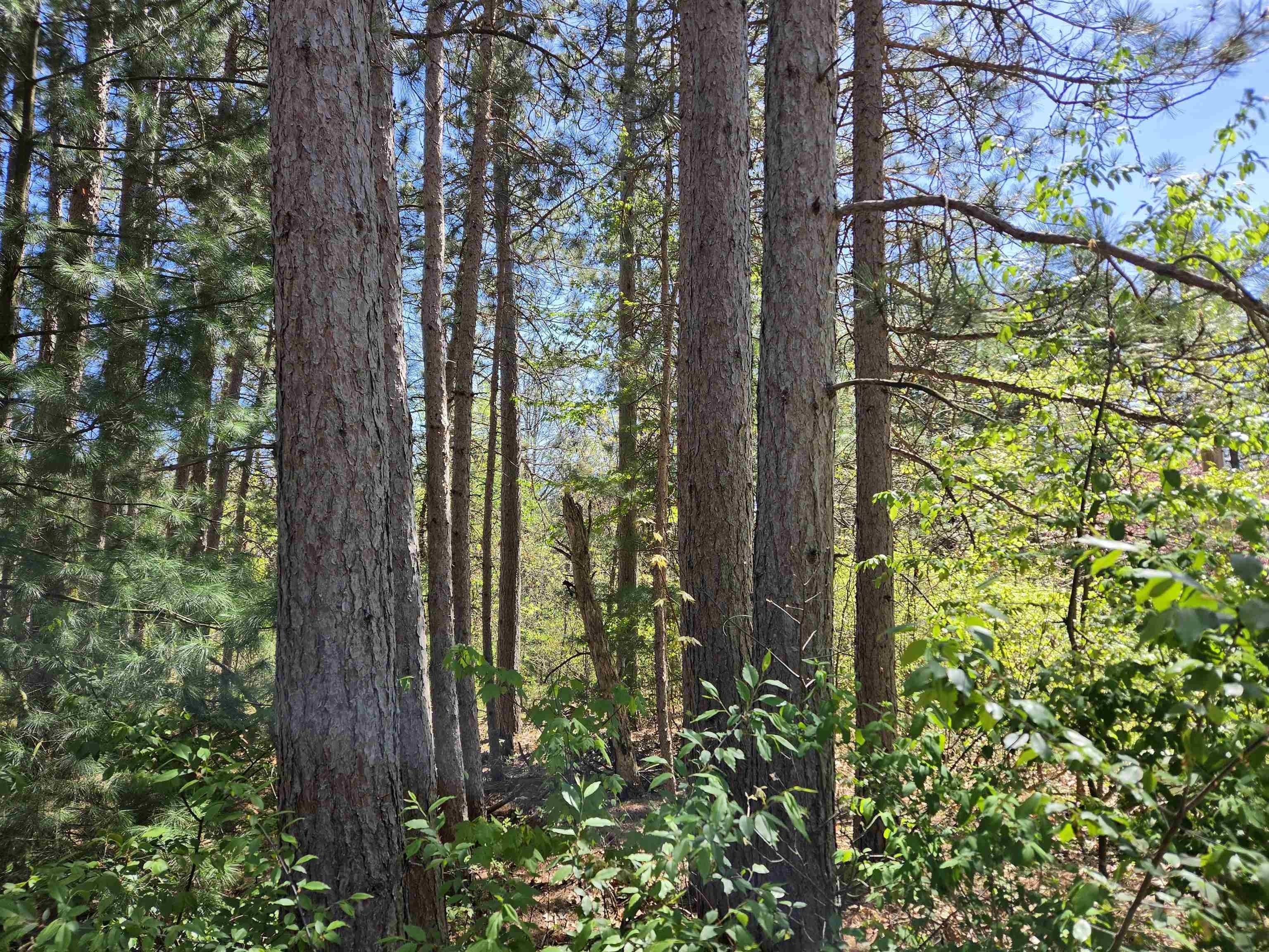 Wooded Lot Near Yellow River