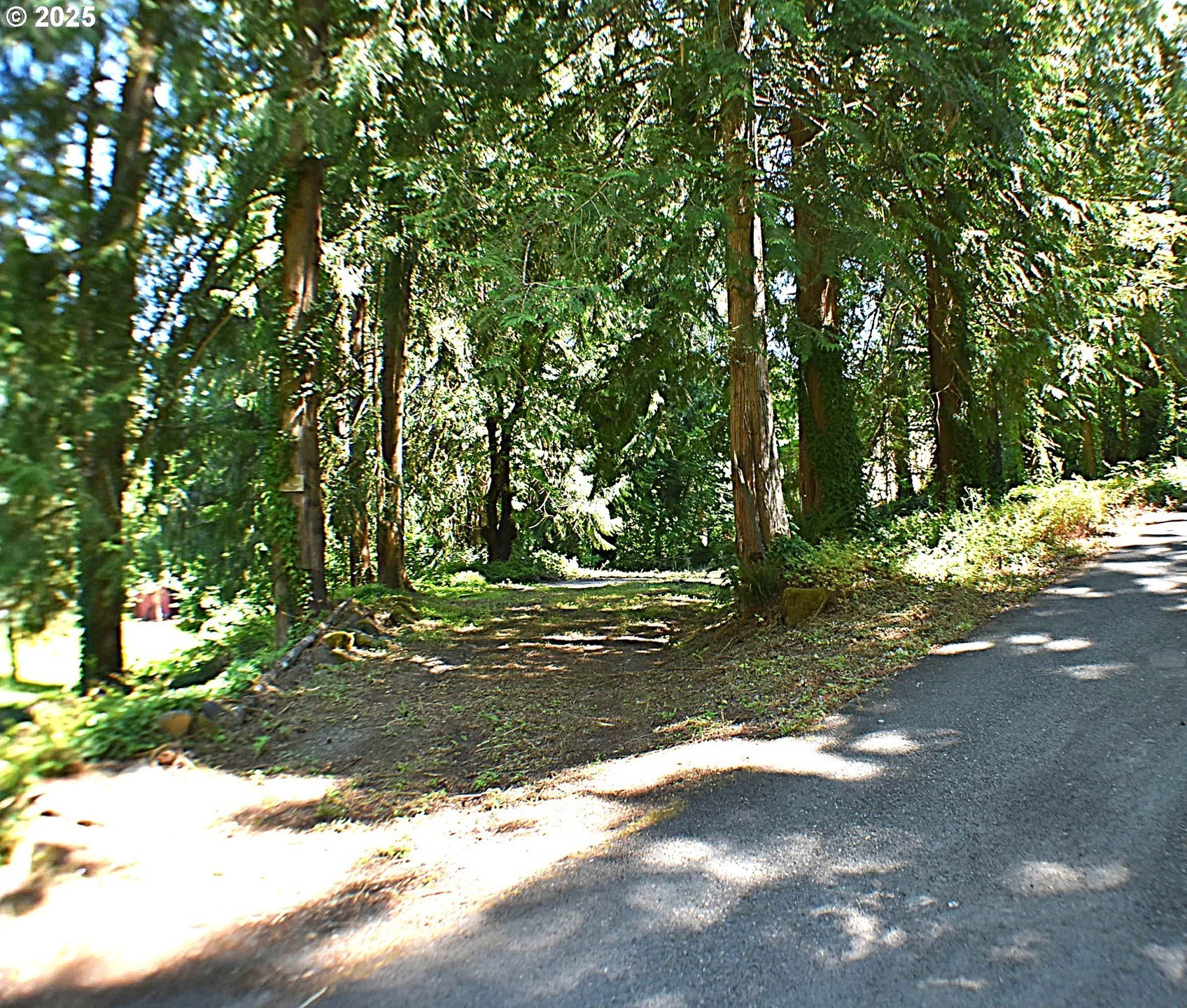 Forested Land Near McKenzie River