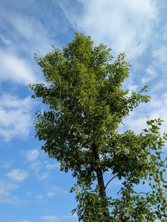Picture 17