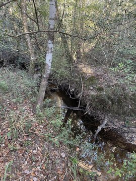 20.25 Acres in DeFuniak Springs