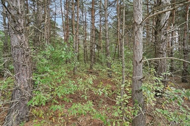 Picture 15